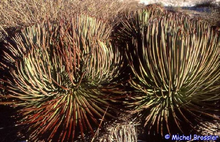 Agave striata ssp. falcata Mexico MB99